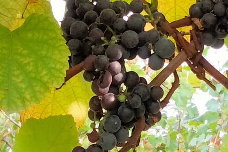 foto settembre uva